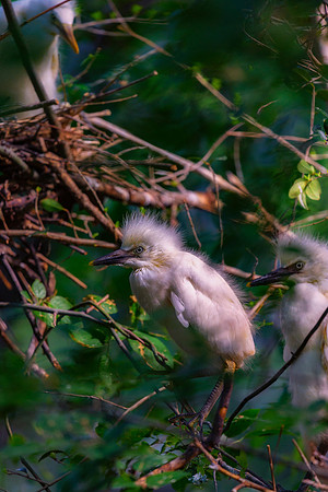 Egret's Chick