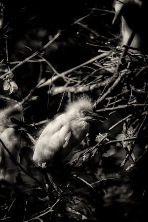 Egret's Chick