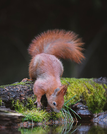 European Red Squirrel