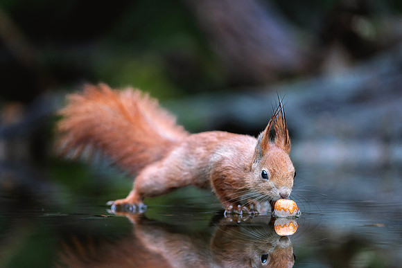 European Red Squirrel