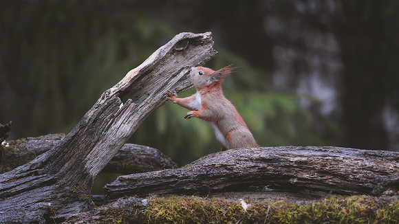 European Red Squirrel