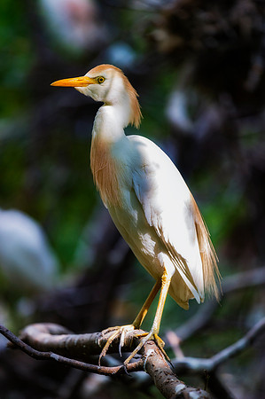 Cattle Egret