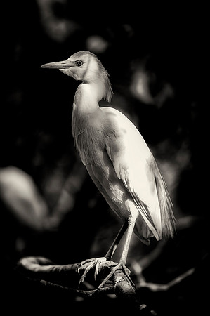 Cattle Egret