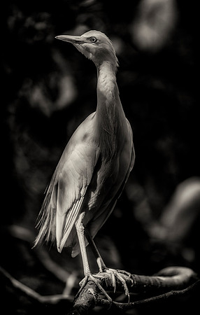 Cattle Egret