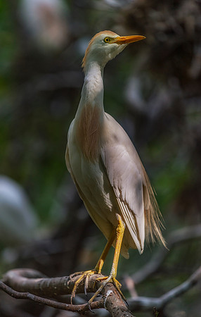 Cattle Egret