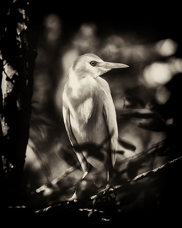 Cattle Egret