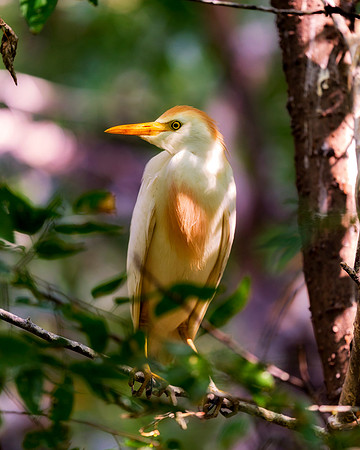 Cattle Egret