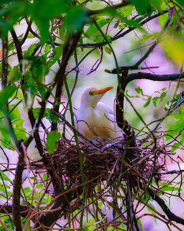 Cattle Egret