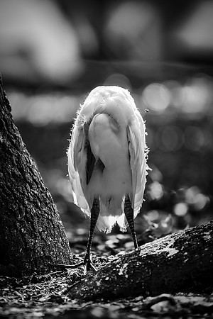 Great White Egret