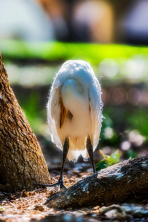 Great White Egret