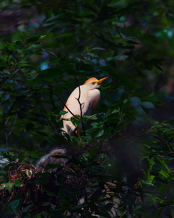 Cattle Egret