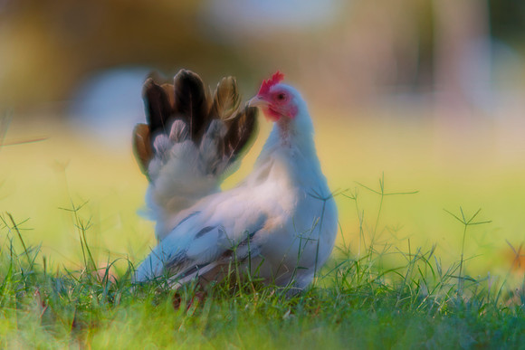 Small Hen