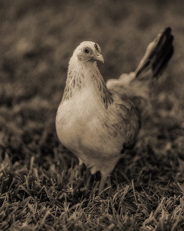 Fancy Hen
