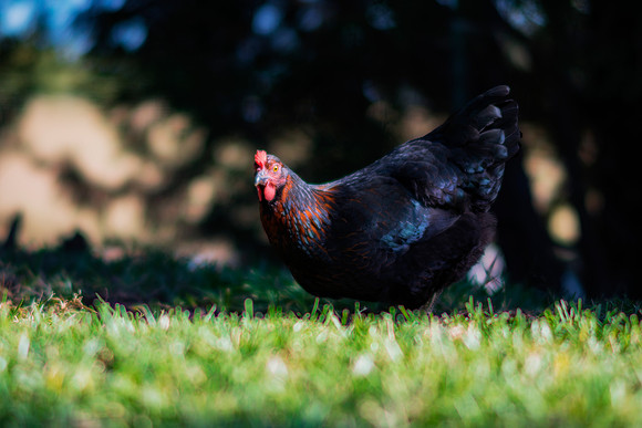 Hen