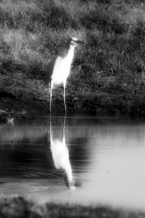 Bertazzoni, Nikon, Texas, bird, "black & white", feathers, fishing, "great Blue Heron", lake, migration, nature, park, peak, pond, swamp, "wading bird", wildlife, wings
