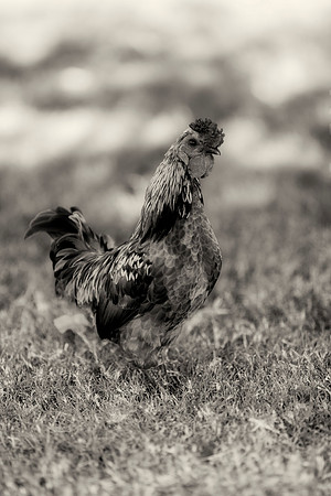 Young Rooster