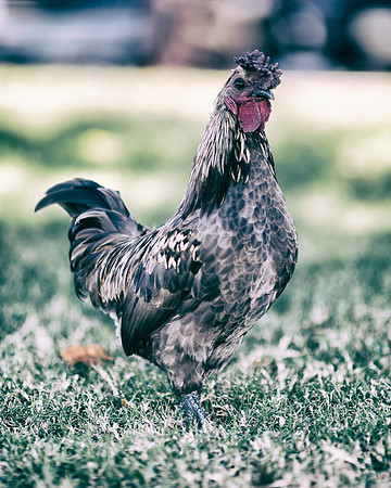 Proud Rooster