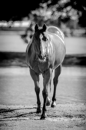 Bertazzoni, Indians, Nikon, Texas, apha, boys, bridles, burro, colors, "cow boys", donkey, "far west", halter, harness, herd, hoofs, horse, mustang, pack, paint, pioneers, portrait, "powerful horse",