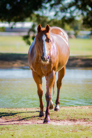 Wet Horse