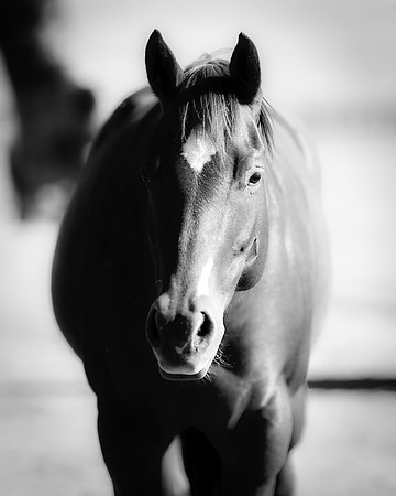 Bertazzoni, Indians, Nikon, Texas, apha, boys, bridles, burro, colors, "cow boys", donkey, "far west", halter, harness, herd, hoofs, horse, mustang, pack, paint, pioneers, portrait, "powerful horse",