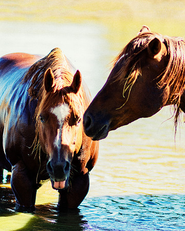 Bertazzoni, Indians, Nikon, Texas, apha, boys, bridles, burro, colors, "cow boys", donkey, "far west", halter, harness, herd, hoofs, horse, mustang, pack, paint, pioneers, portrait, "powerful horse",