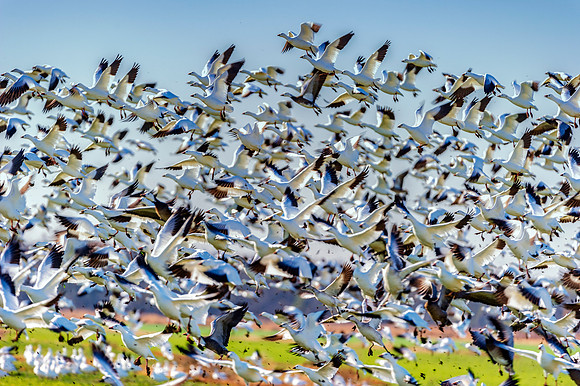 Snow Geese