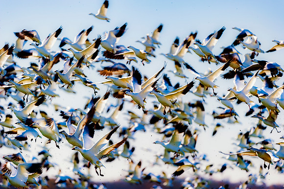 Snow Geese