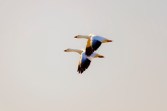 Snow Geese