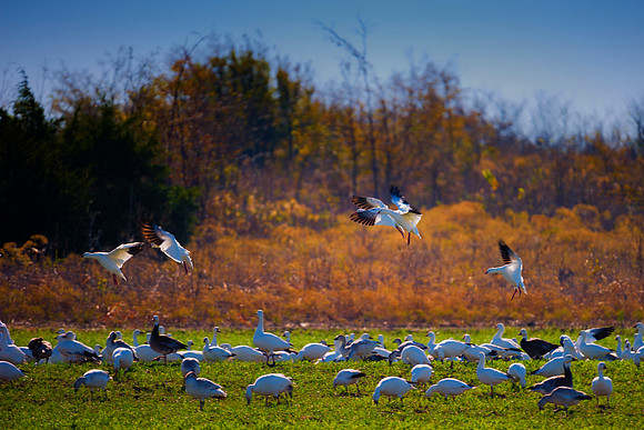 Snow Geese