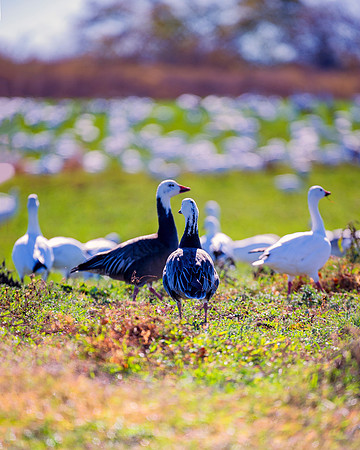Snow Geese
