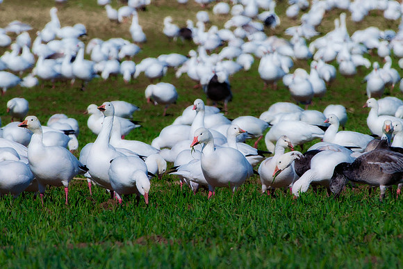 Snow Geese
