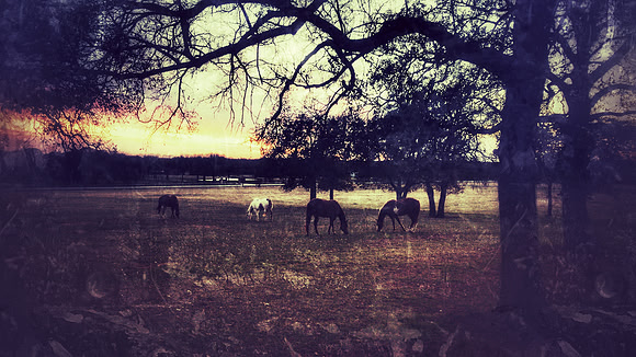Grungy Horse Scenery