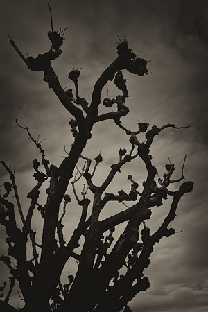 darkness, Bertazzoni, Nikon, "black & white", tree, branches, clouds, scenic, winter, shades,