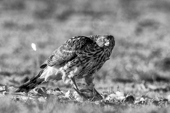 Cooper's Hawk