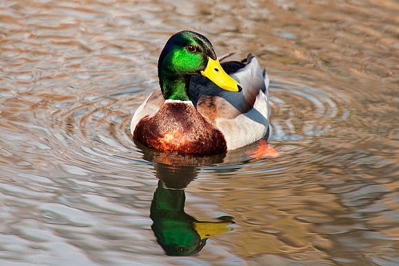 "common duck", duck, colors, feathers, wings, beak, legs, cooking, migration, Nikon, Bertazzoni, structure, texture, details, pond, swamp, yard, nature, zoo, farm, animals, bird