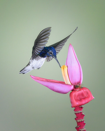 White Necked Jacobin (Male)