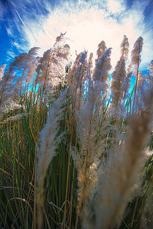 cloud, "cane thicket", sky, colors, scenic, details, structure, garden, pond, Nikon, Bertazzoni