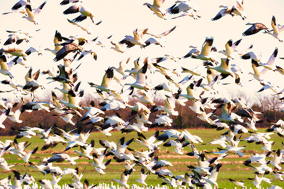 Snow Geese