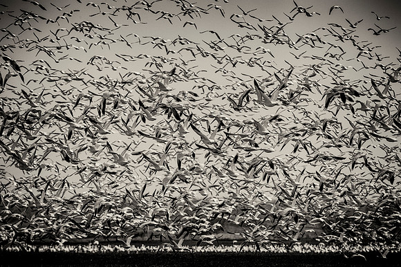 Snow Geese