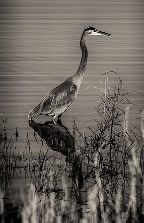 Great Blue Heron