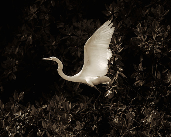 Bertazzoni, Jamaica, Nikon, artistic, beak, "black & white", colors, feathers, fishing, "flying heron", heron, legs, migration, nature, panning, pond, safari, safari, swamp, "white heron"