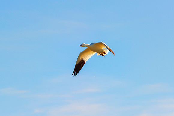 Snow Geese