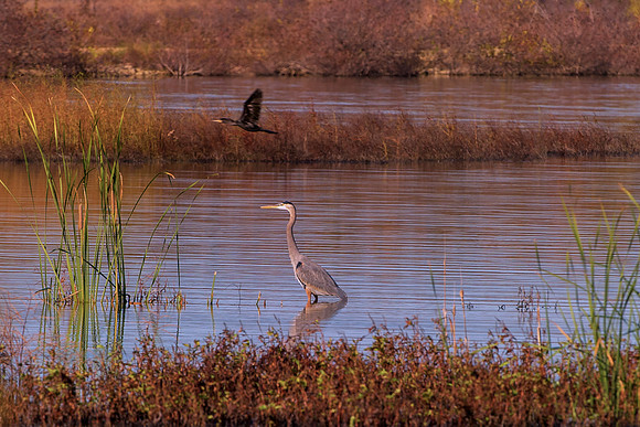 Great Blue Heron