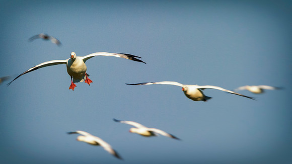 Snow Geese