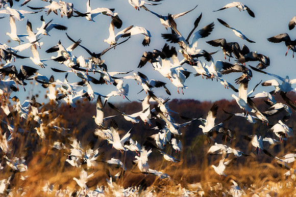 Snow Geese
