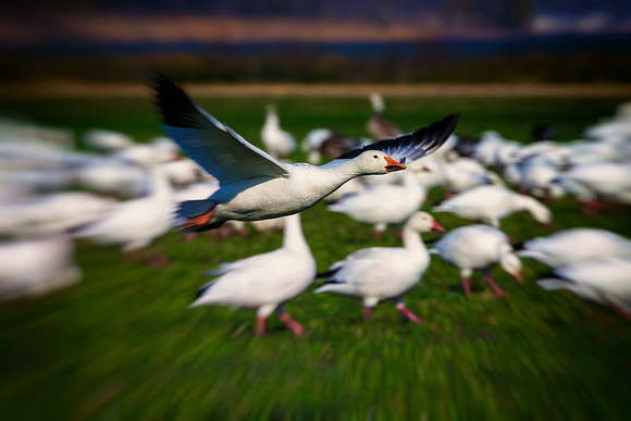 Snow Geese