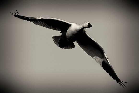 Snow Goose