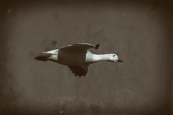 Snow Geese