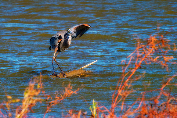 Great Blue Heron