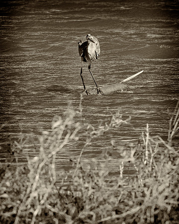 Great Blue Heron